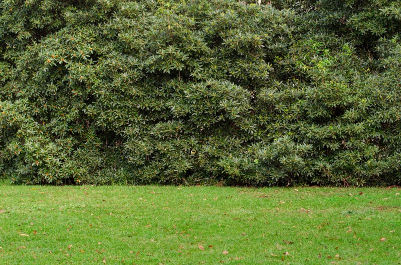 Garden Hedging