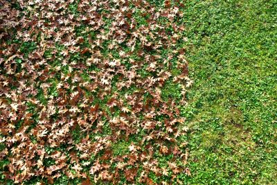 Leaf Removal from Lawn Areas