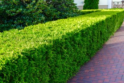 Garden Hedging