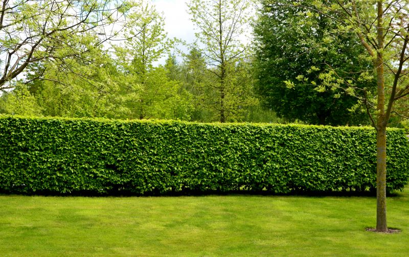 Garden Hedging