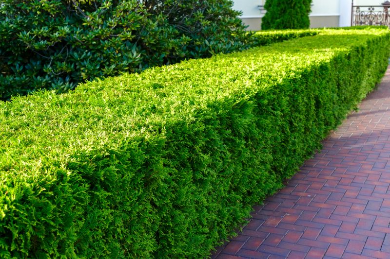 Garden Hedging