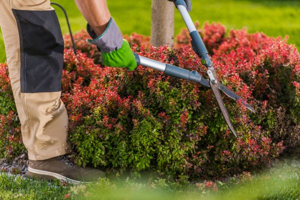 Garden Hedging Service